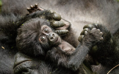 NEW Airlink and Uganda Airlines Interline Agreement