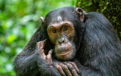 Landmark census confirms 426 chimpanzees in Bwindi Impenetrable National Park