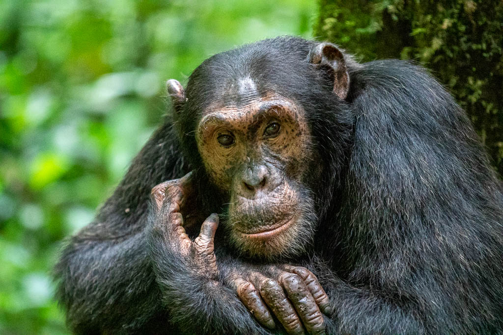 Uganda Chimpanzee trekking Uganda Chimpanzee trekking